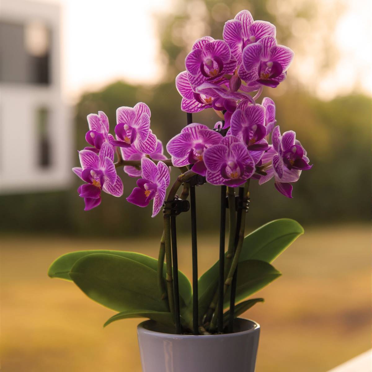 MACKENZY CON ORQUIDEA